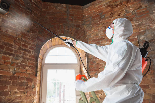 Trusted North Salt Lake, UT Mold Removal & Remediation Experts